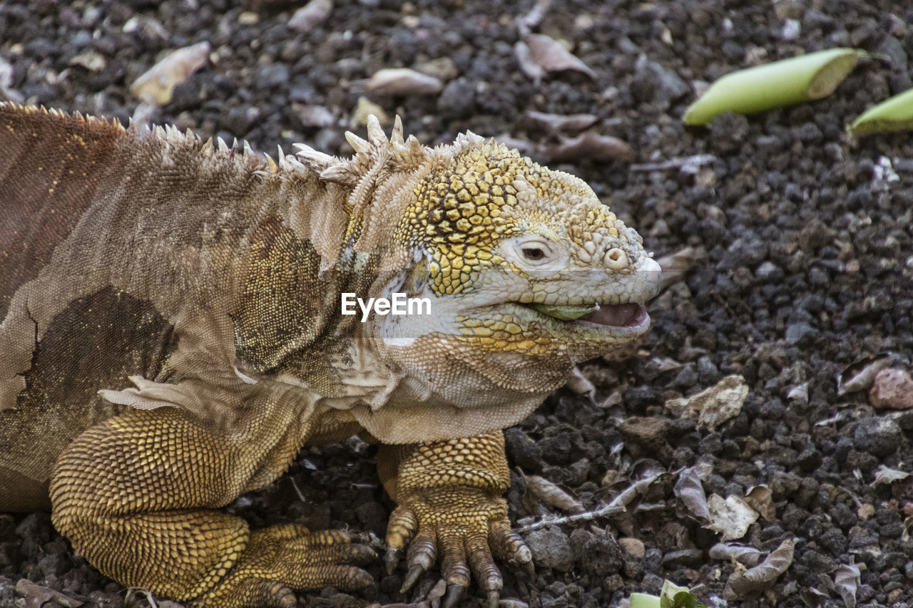 HIGH ANGLE VIEW OF A LIZARD ON LAND