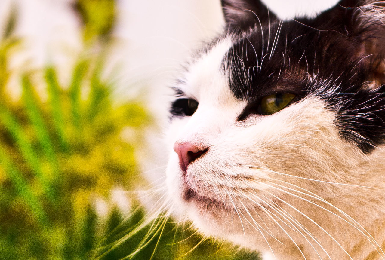 CLOSE-UP OF CAT WITH EYES