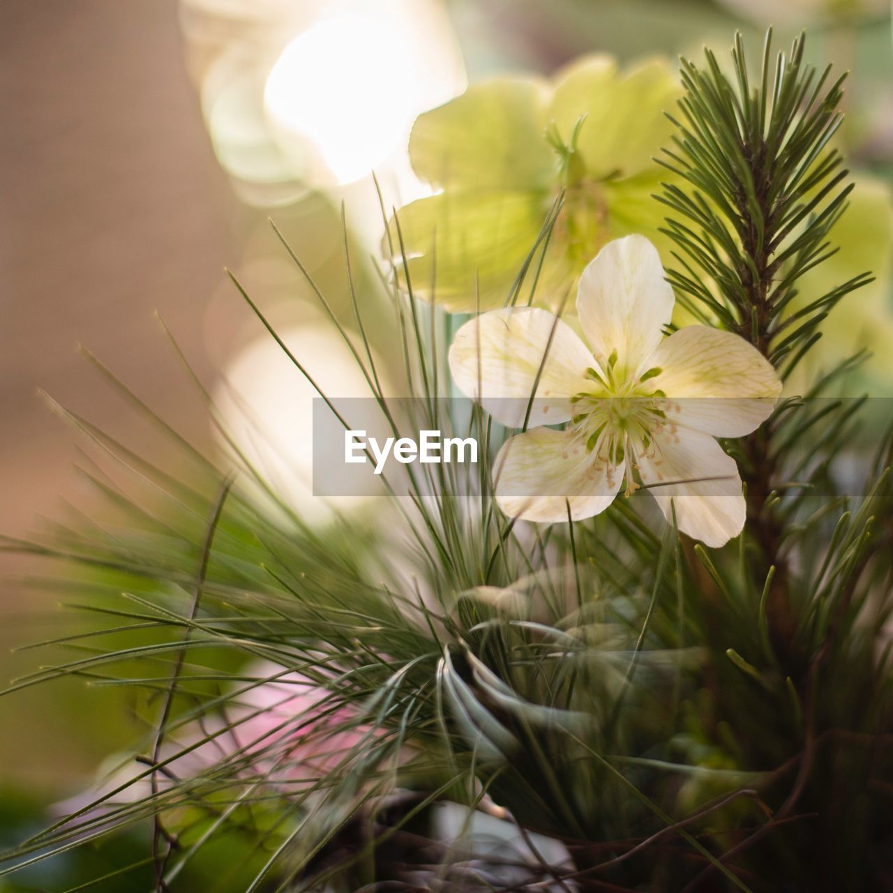 CLOSE-UP OF WHITE FLOWERING PLANTS