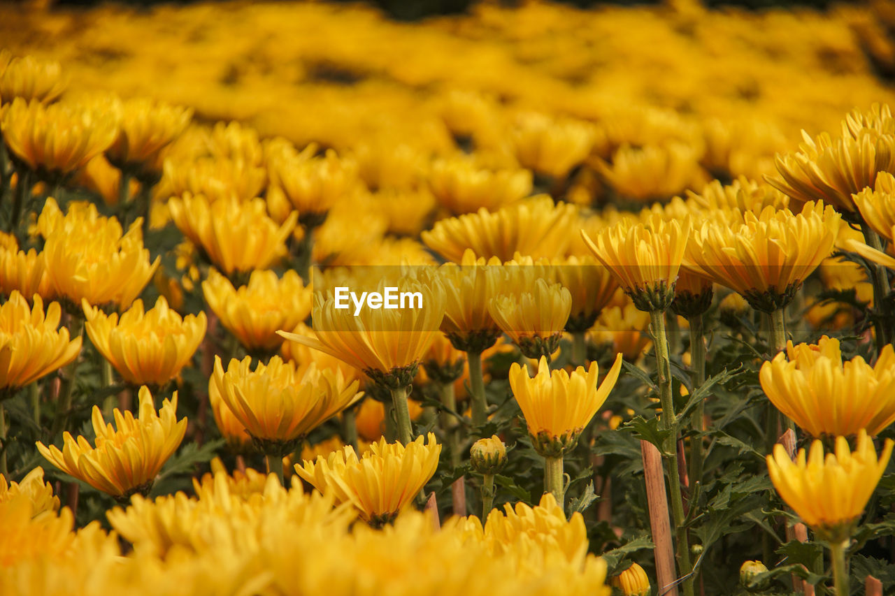 CLOSE-UP OF YELLOW FLOWERING PLANT