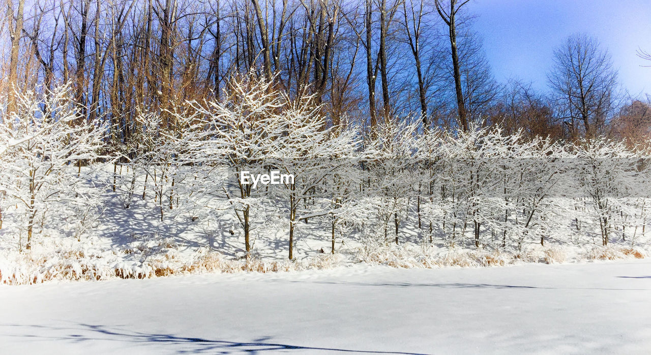 SNOW COVERED TREES AGAINST SKY