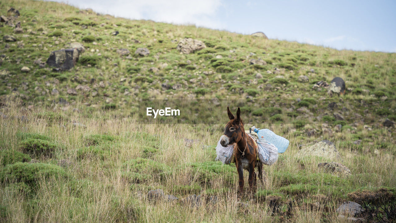 Donkey loaded with piles of thrash standing in a grassy landscape, mount ararat in turkey