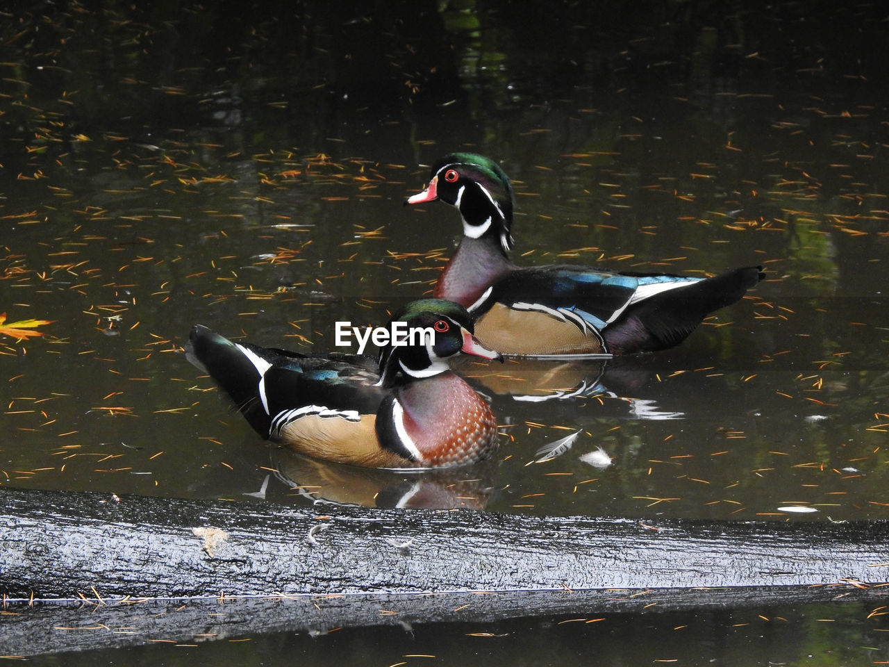 DUCK SWIMMING IN A LAKE