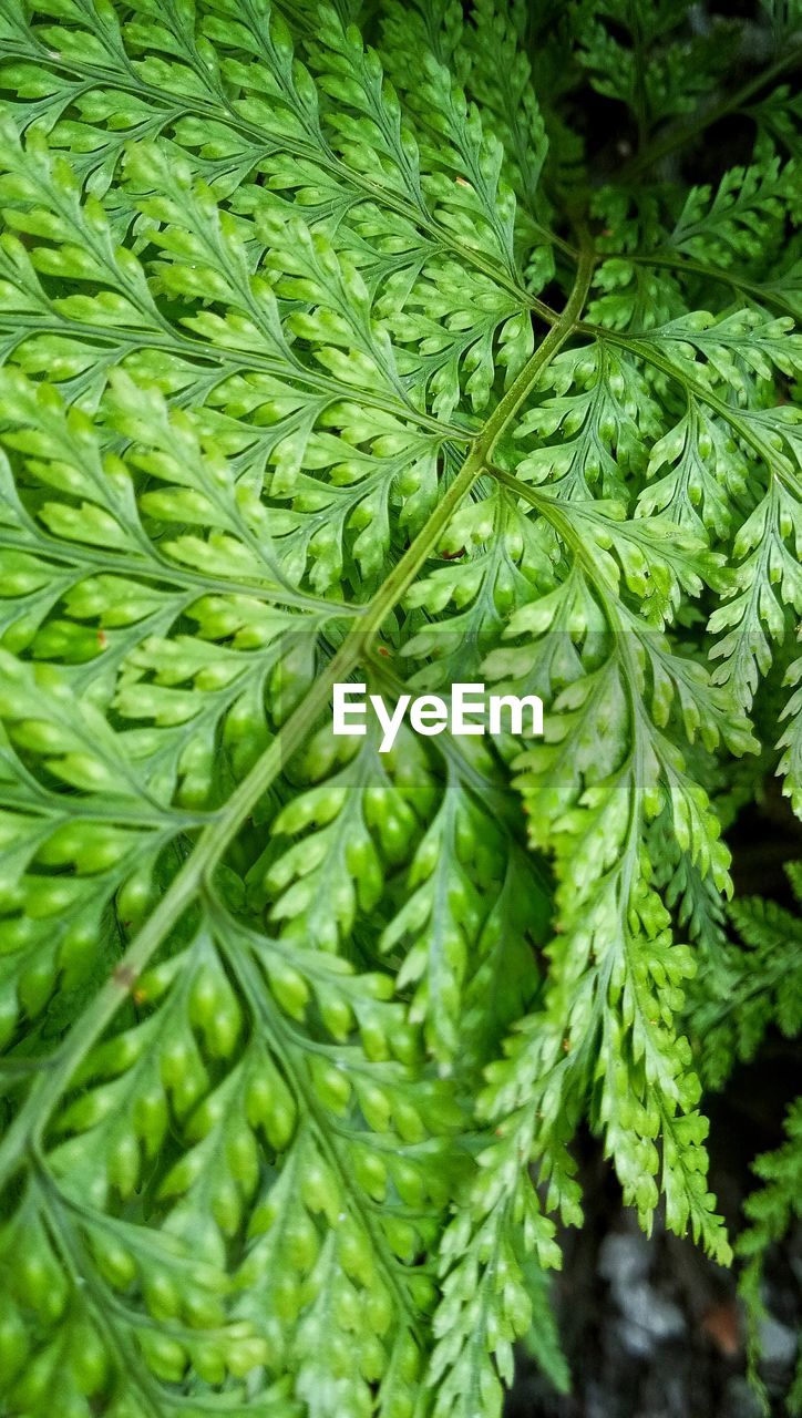 FULL FRAME SHOT OF FRESH GREEN PLANTS