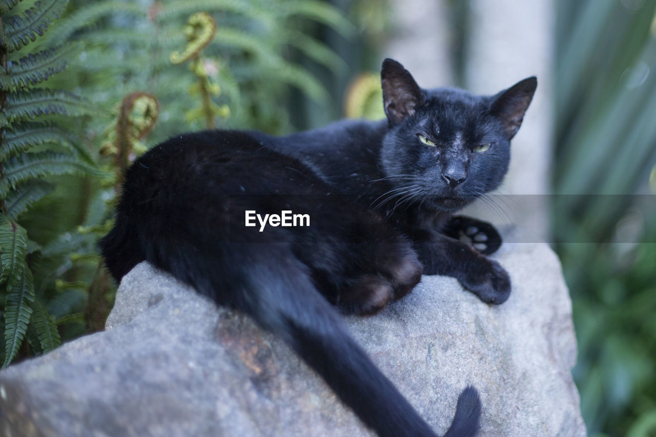 CLOSE-UP OF A CAT LOOKING AWAY