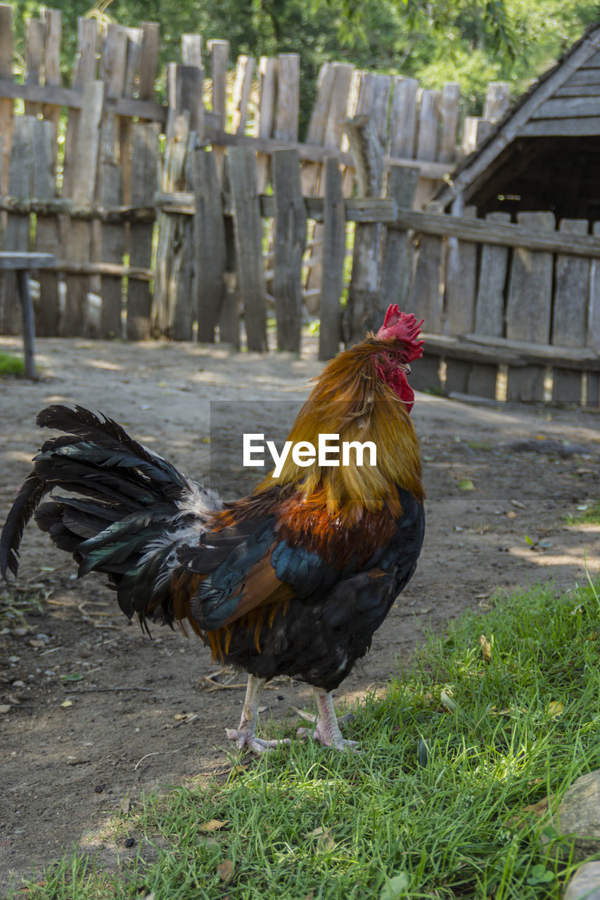 CLOSE-UP OF ROOSTER ON FIELD DURING WINTER