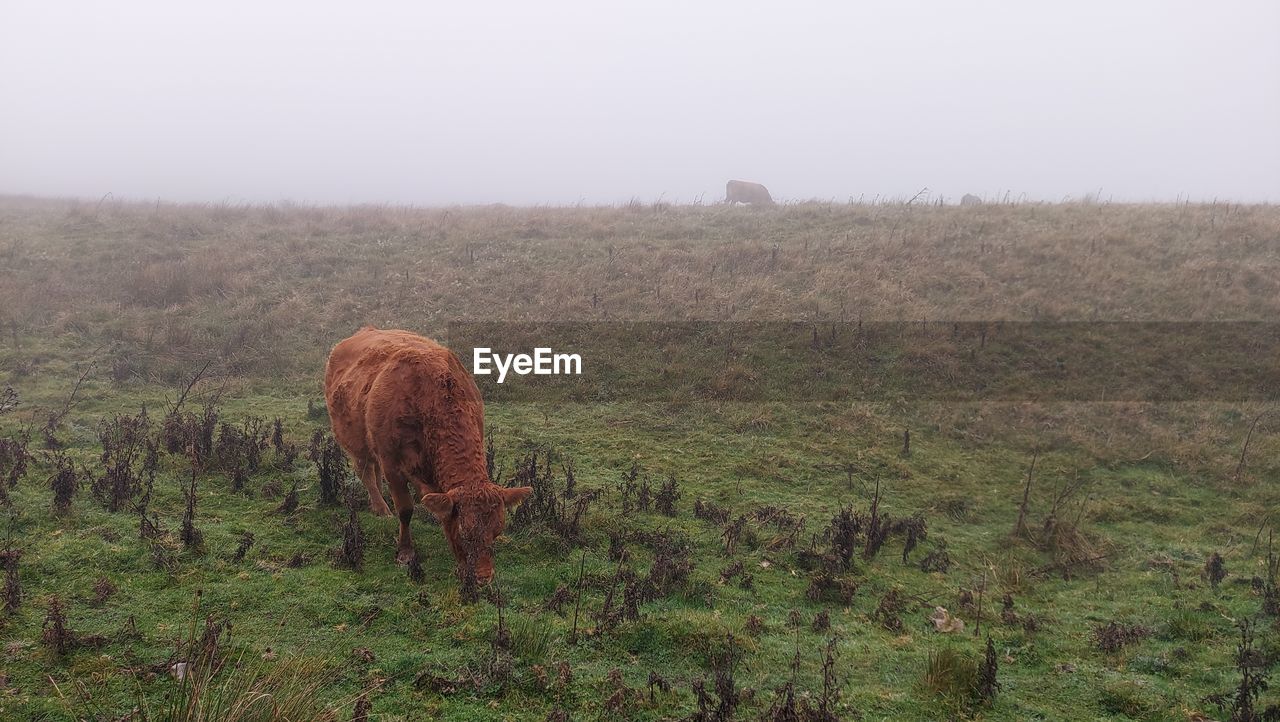 pasture, animal, animal themes, mammal, grazing, prairie, natural environment, grassland, plant, environment, animal wildlife, landscape, land, field, nature, wildlife, domestic animals, plain, no people, livestock, agriculture, rural area, one animal, cattle, grass, fog, meadow, herd, sky, beauty in nature, day, tree, outdoors, brown, wilderness, steppe, rural scene, pet, scenics - nature, tranquility, hill, savanna