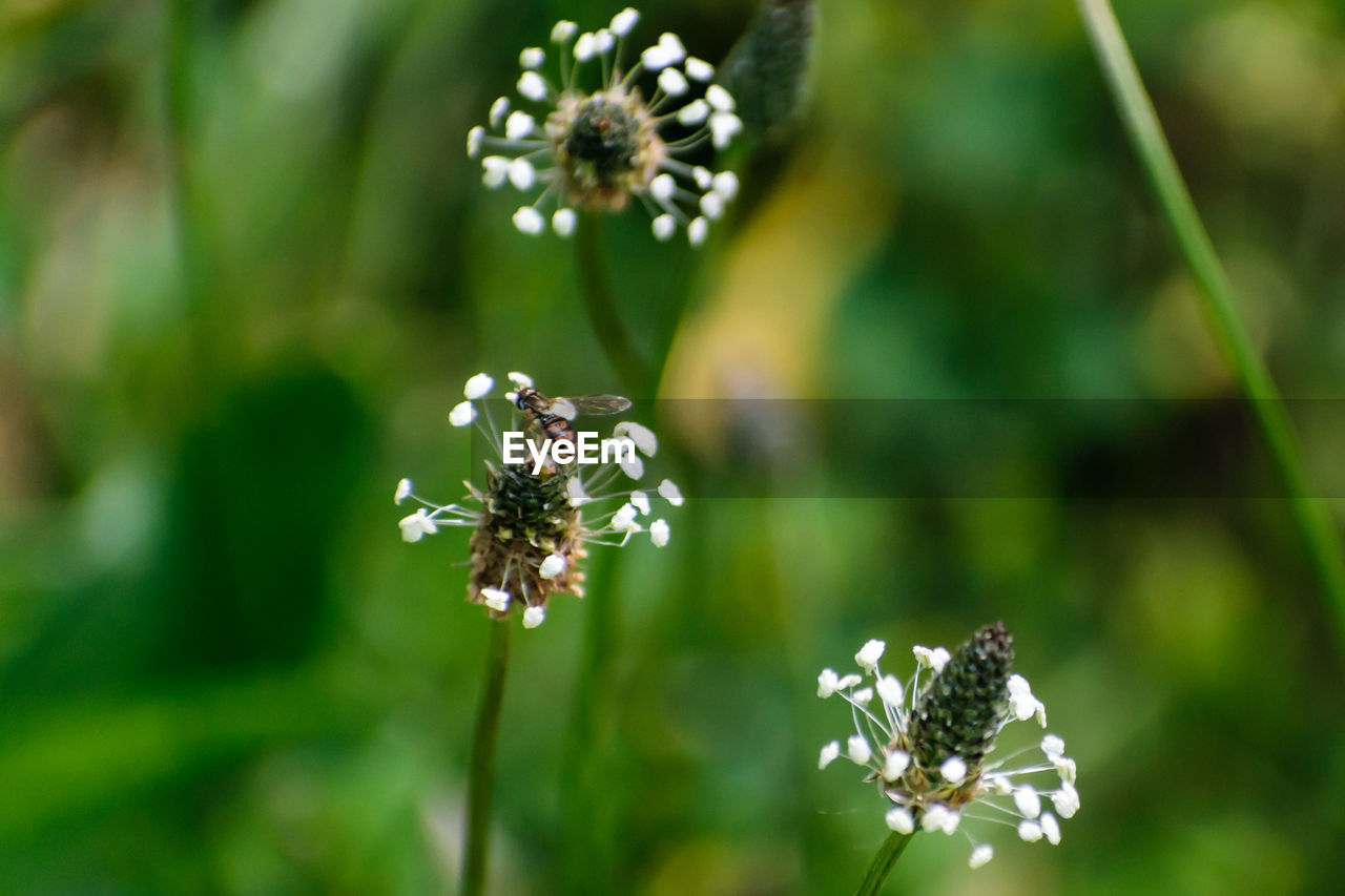 CLOSE-UP OF BEE POLLINATING ON FLOWER