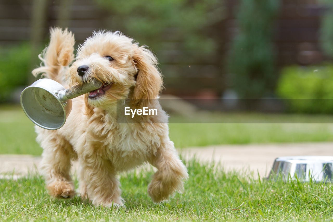 Playful maltese dog with equipment on grassy field