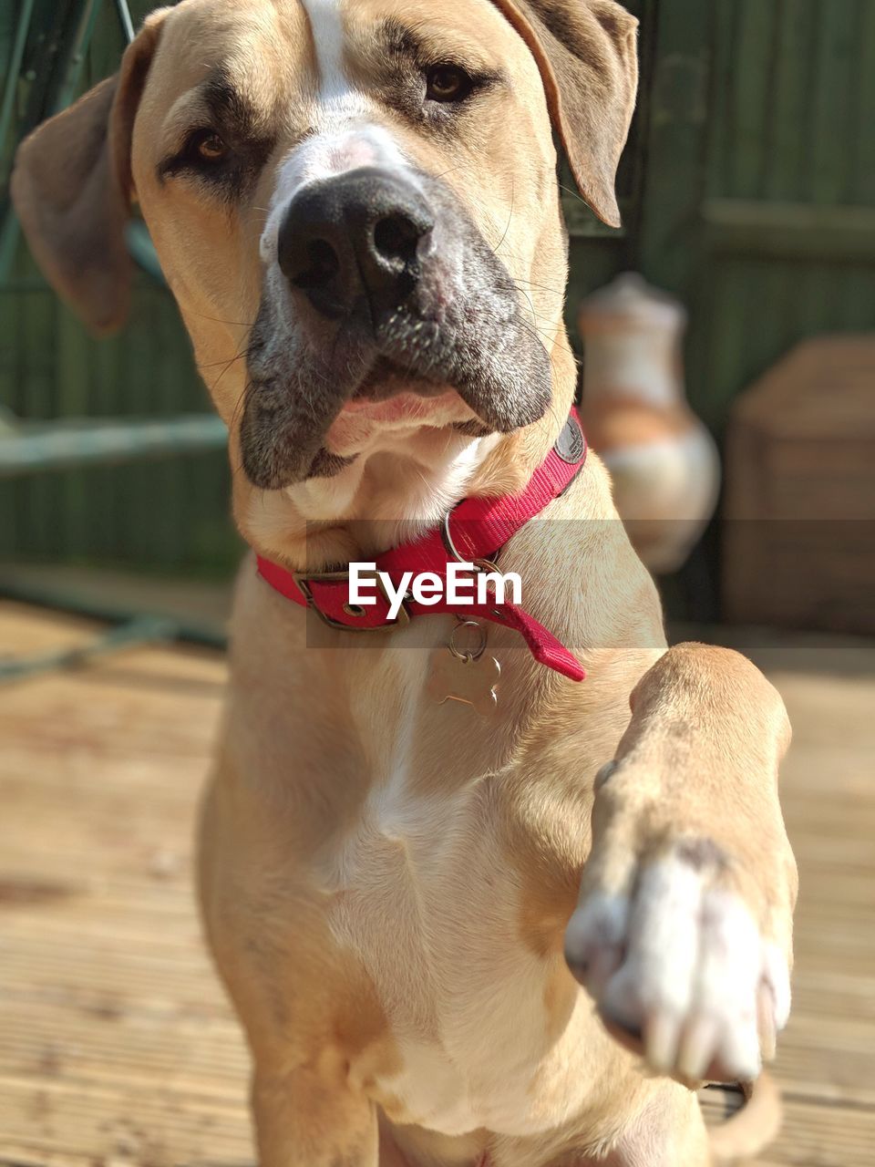 Close-up of dog looking away