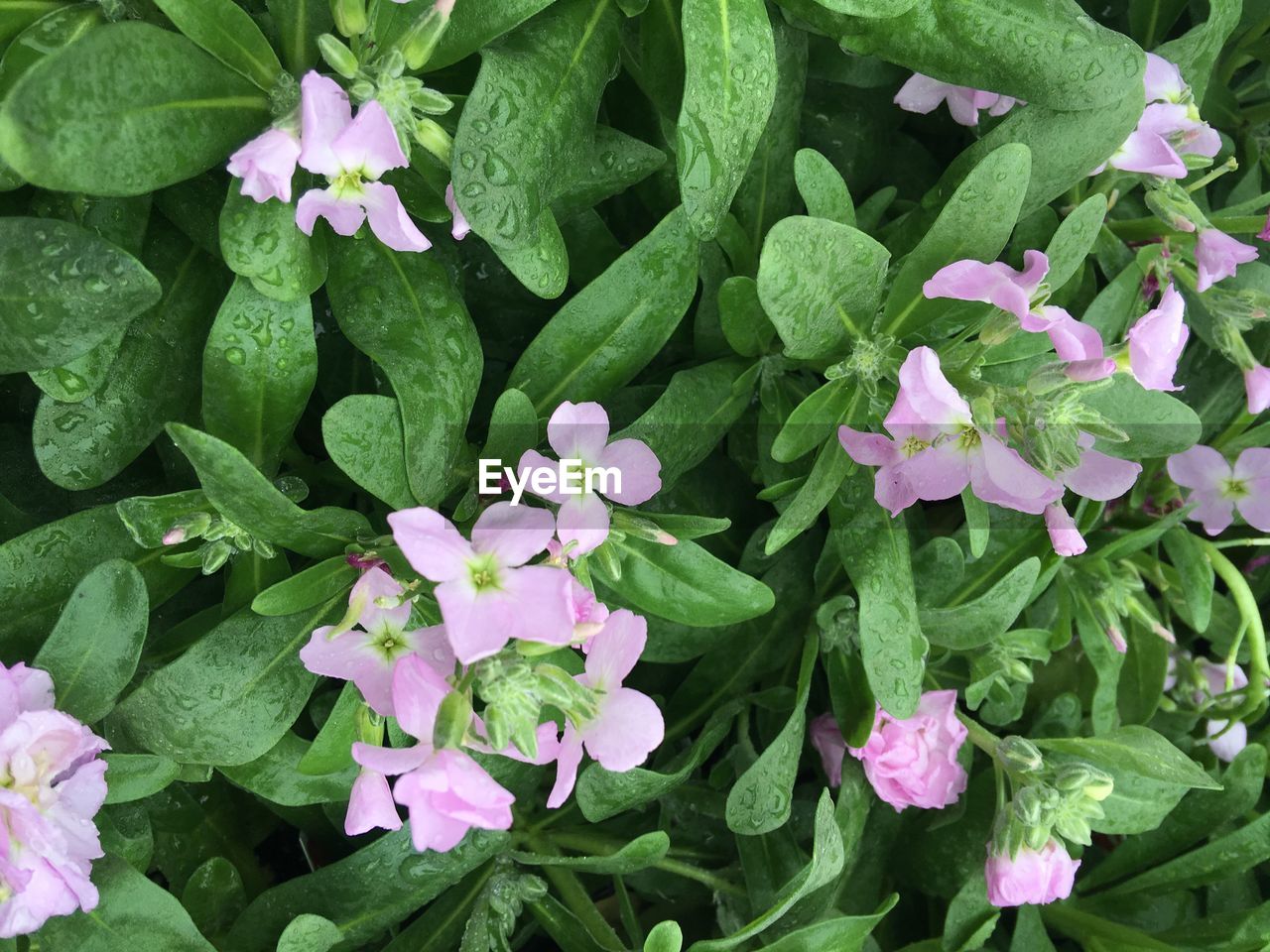 CLOSE-UP OF PURPLE FLOWERS BLOOMING OUTDOORS