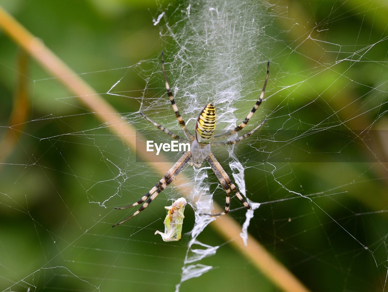 CLOSE-UP OF SPIDER WEB