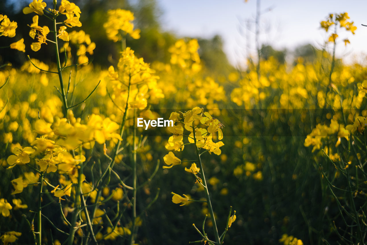 Close-up of yellow flowering plants on field