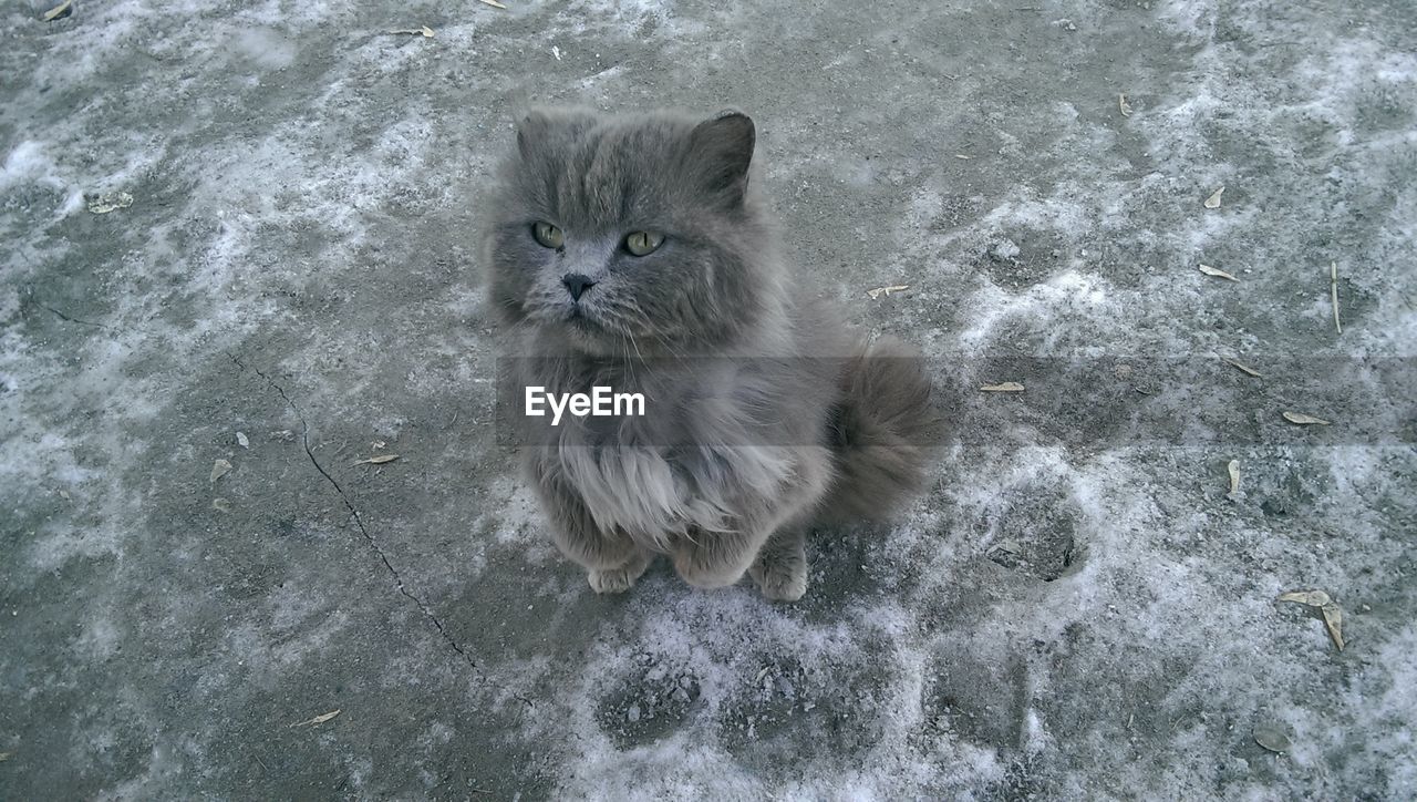 HIGH ANGLE VIEW PORTRAIT OF CAT ON SHORE