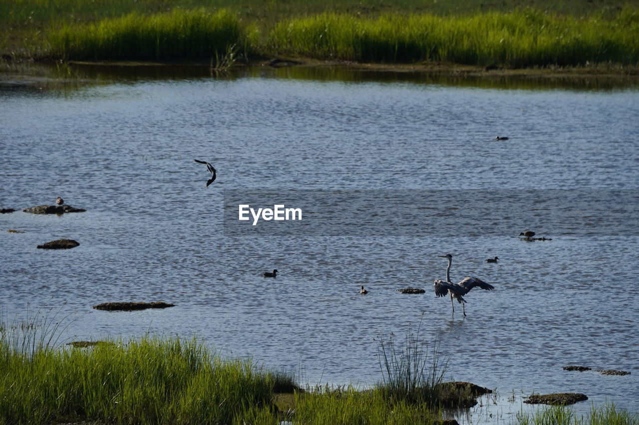 DUCKS IN A LAKE