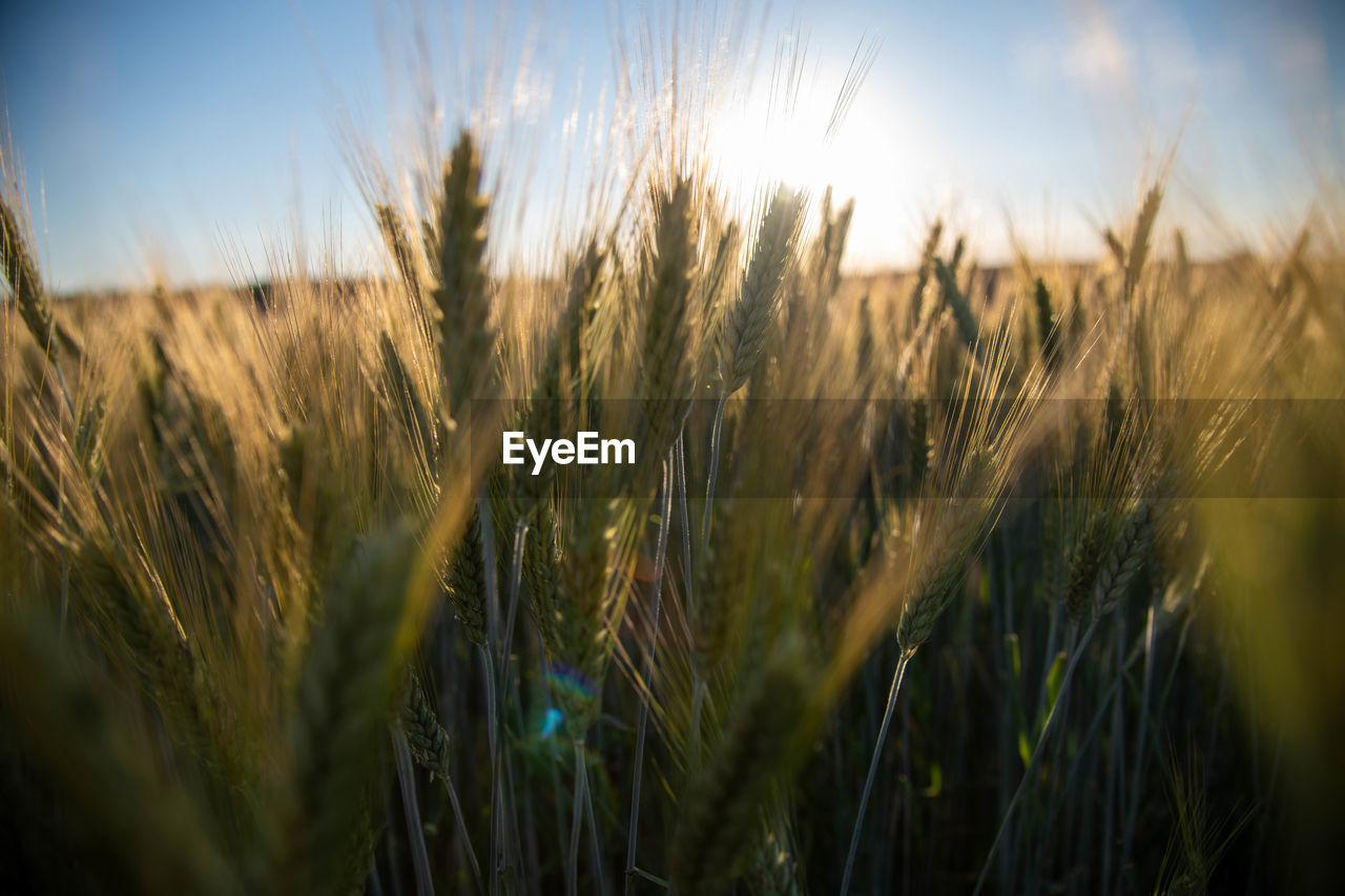 Close-up of wheat growing on field against sky