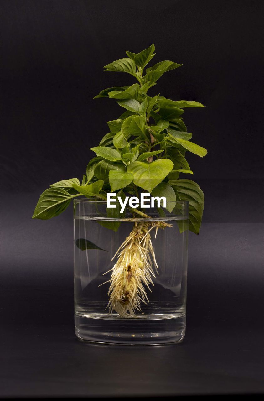 CLOSE-UP OF PLANT IN GLASS ON TABLE