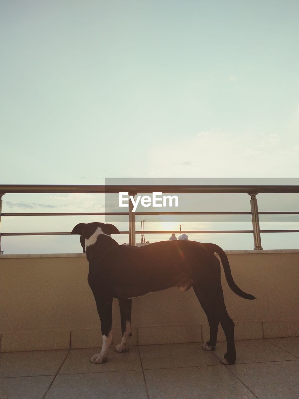 DOG STANDING BY RAILING AGAINST SKY AT SUNRISE