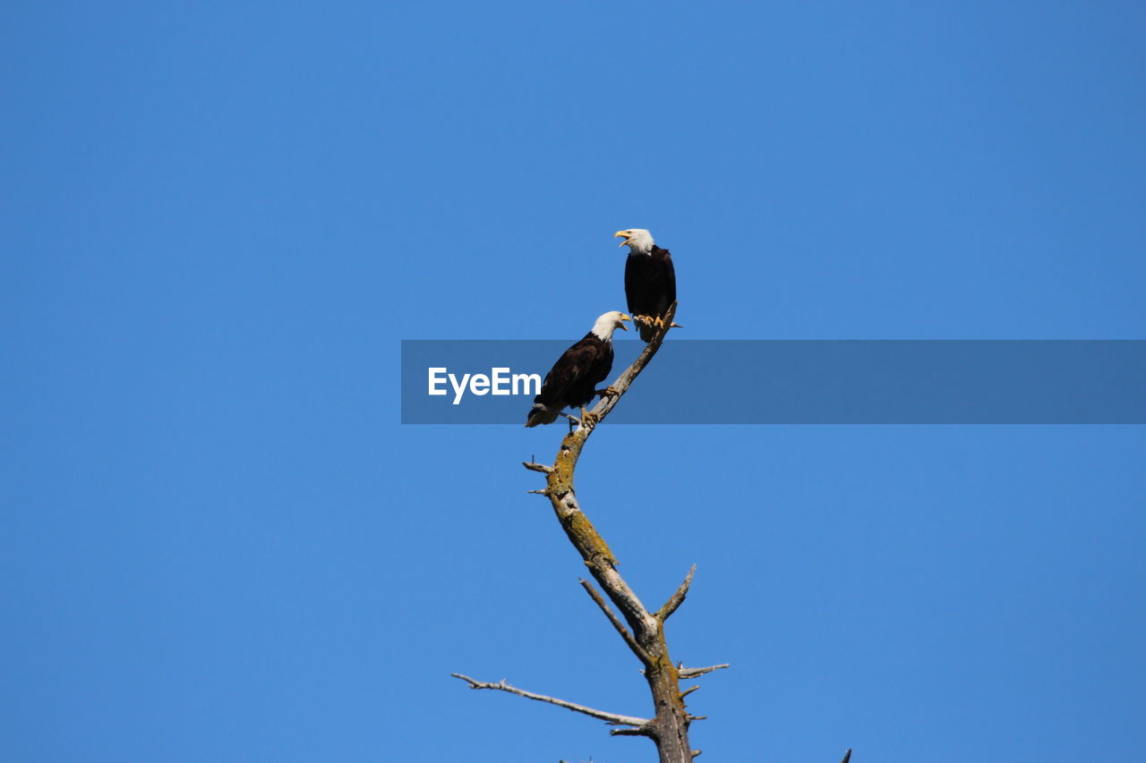 LOW ANGLE VIEW OF BIRD PERCHING ON BRANCH AGAINST SKY