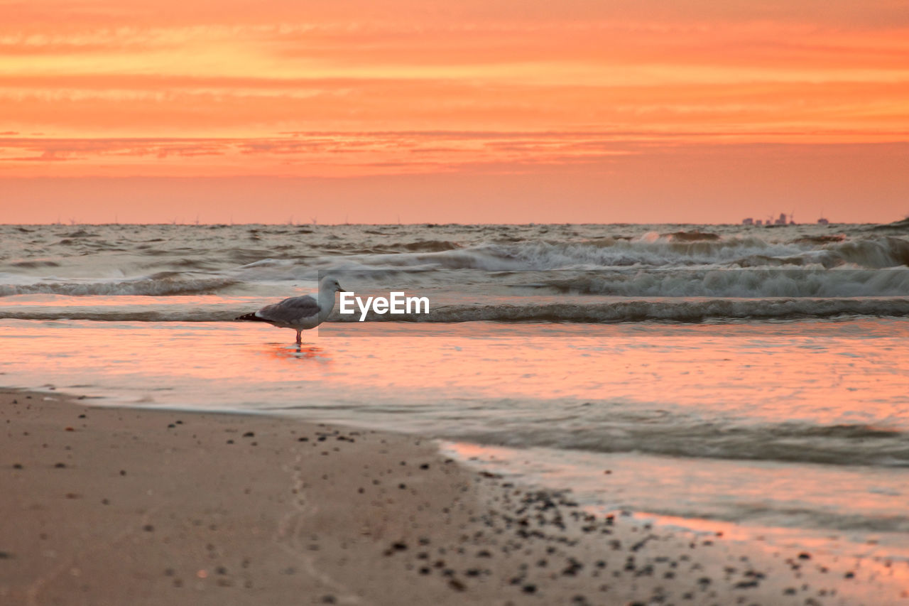 SEAGULL ON A BEACH