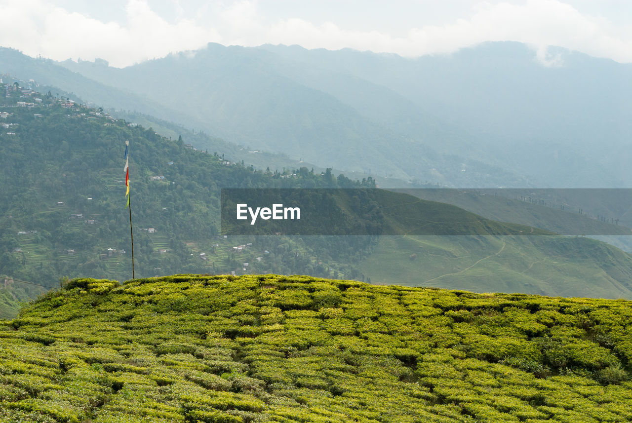 Tea plantation in darjeeling