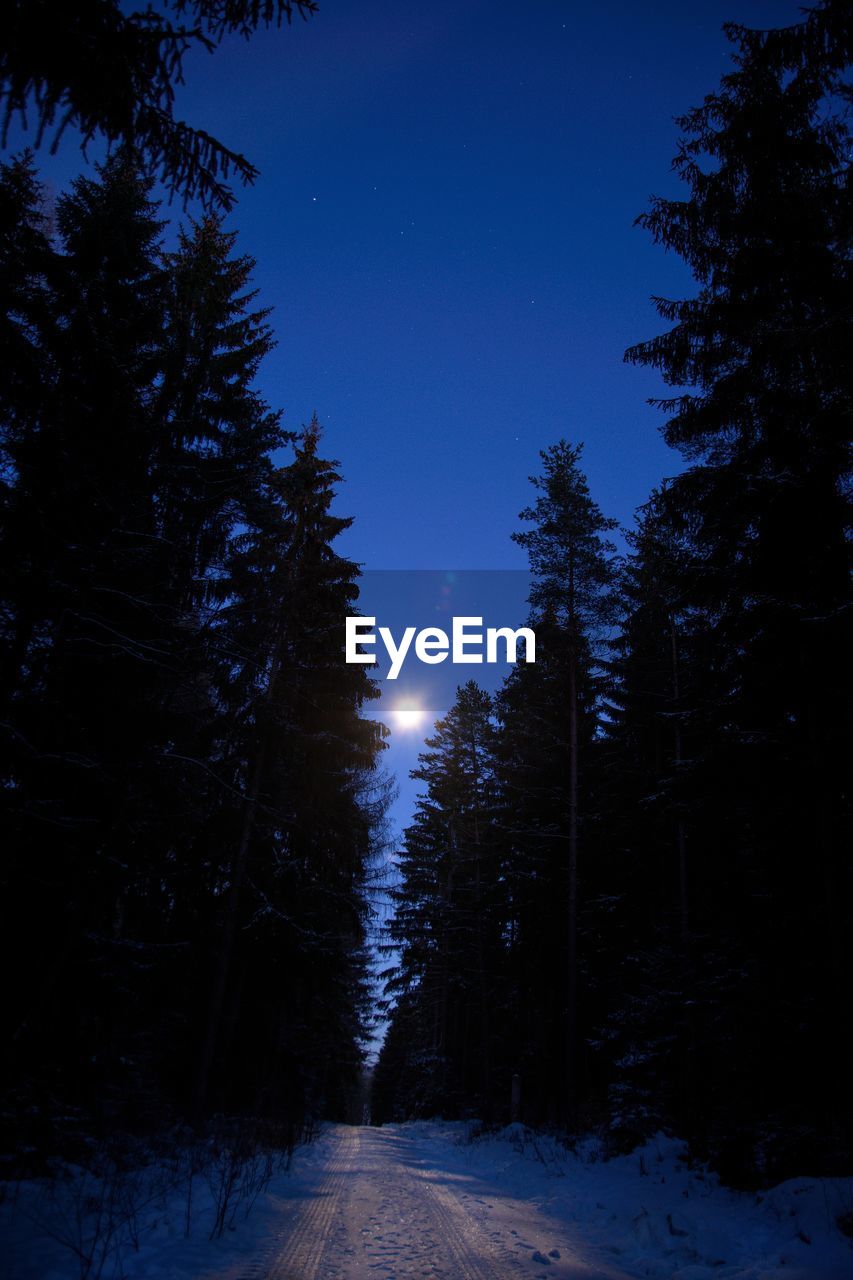 STREET AMIDST TREES IN FOREST AGAINST CLEAR SKY