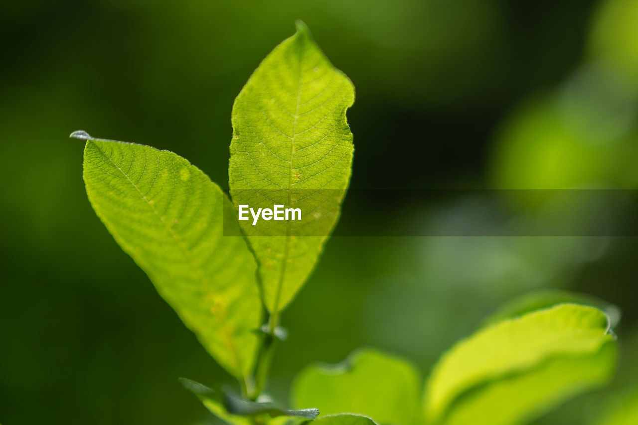 CLOSE-UP OF LEAVES