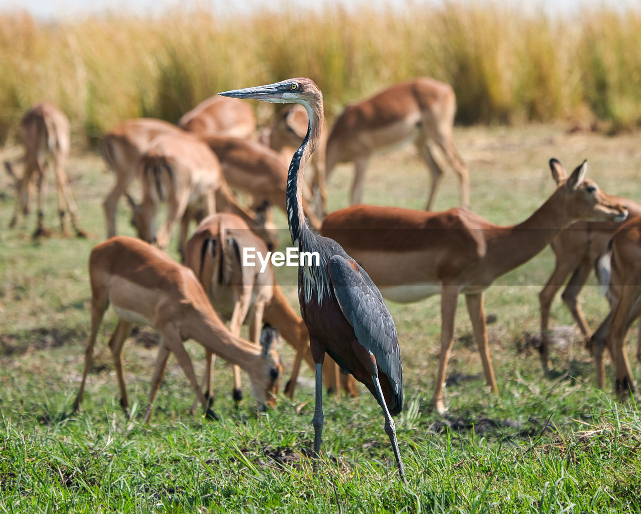 African darter in chobe safari park, zimbabwe, africa