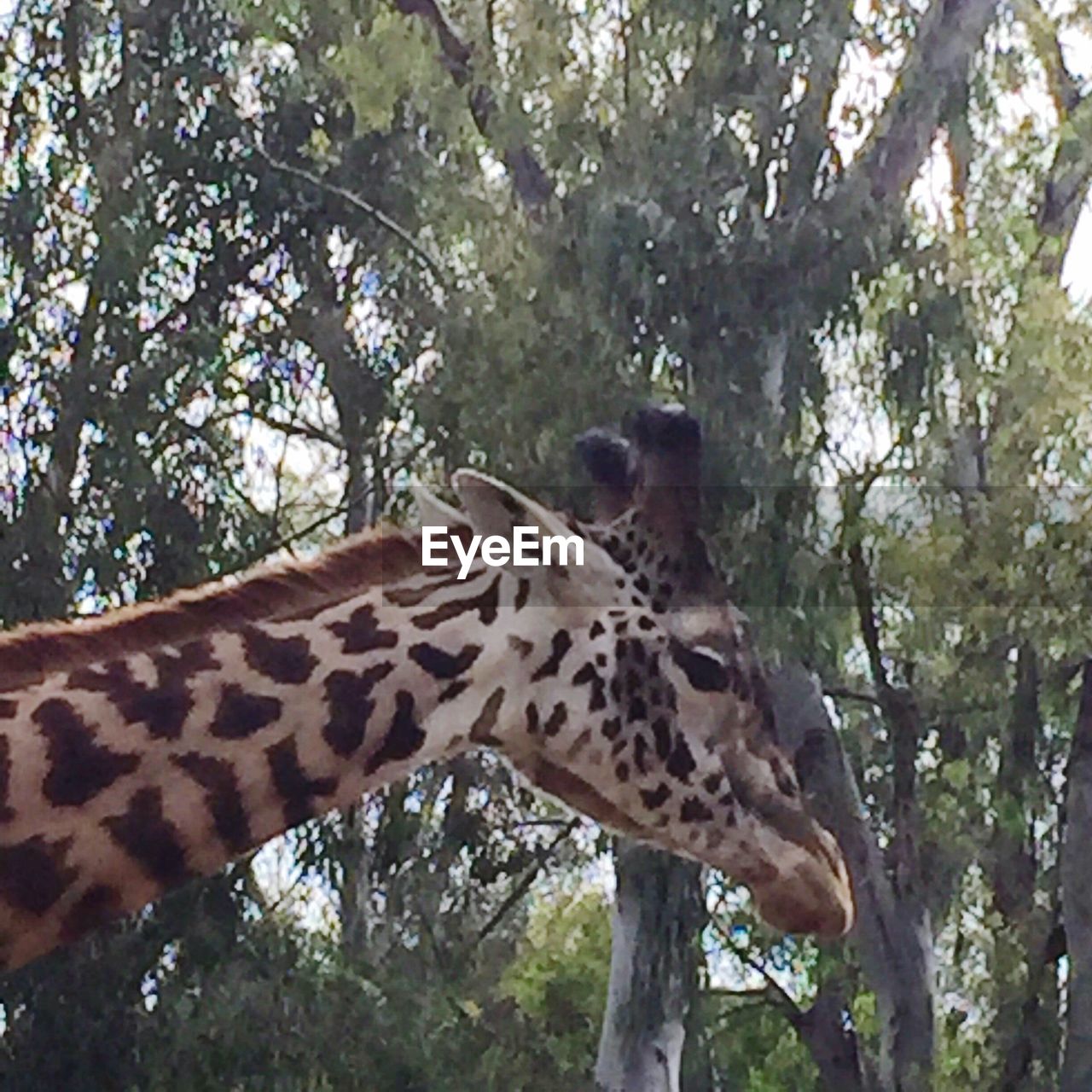 LOW ANGLE VIEW OF GIRAFFE