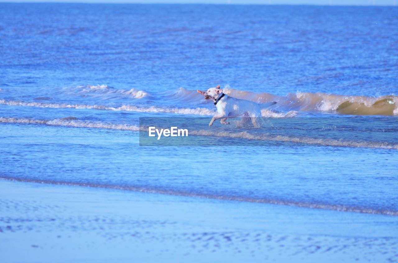 DOG ON BEACH