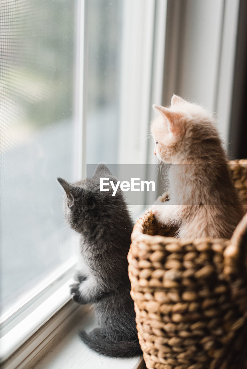 Two cute kittens looking out of a window from a wicker basket.