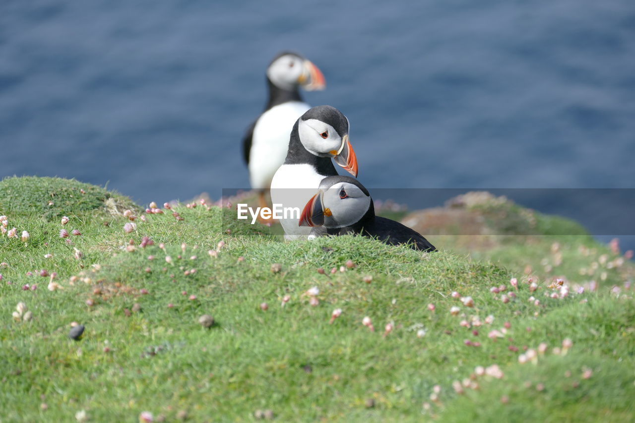 Puffin, orkney islands 