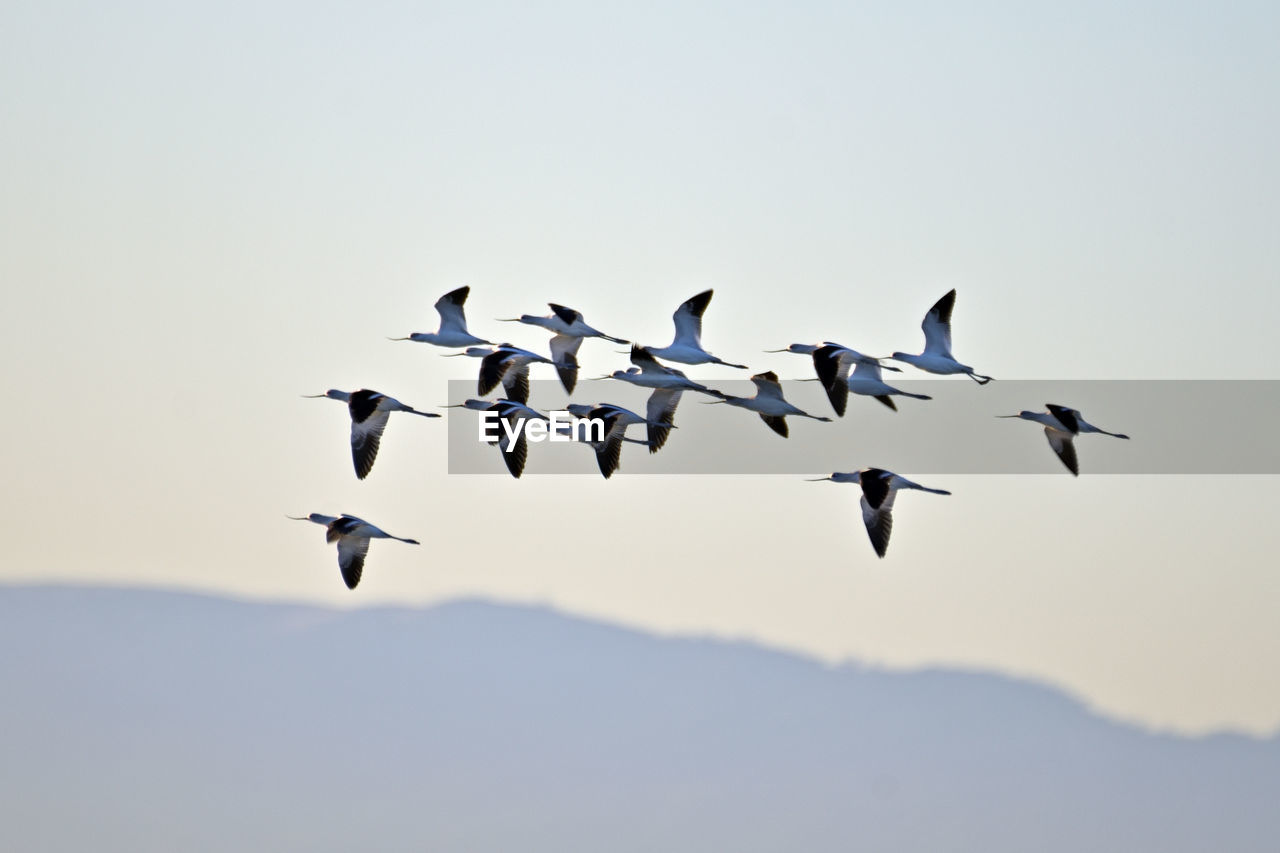 animal themes, wildlife, animal wildlife, bird, animal, flying, group of animals, bird migration, flock, animal migration, large group of animals, sky, flock of birds, mid-air, no people, nature, motion, on the move, wing, spread wings, togetherness, clear sky, outdoors, day, low angle view