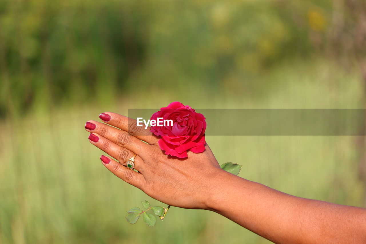 Midsection of woman holding red flowering plant