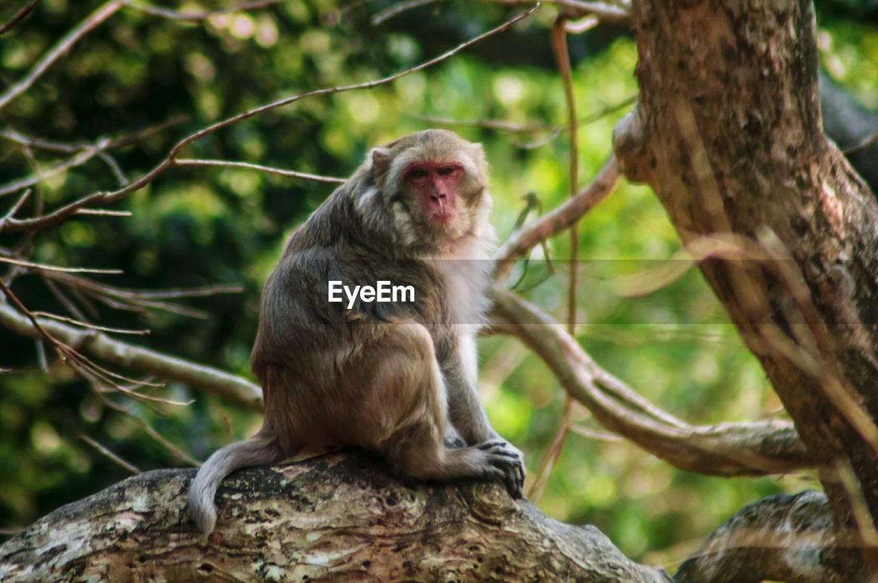 MONKEY SITTING OUTDOORS