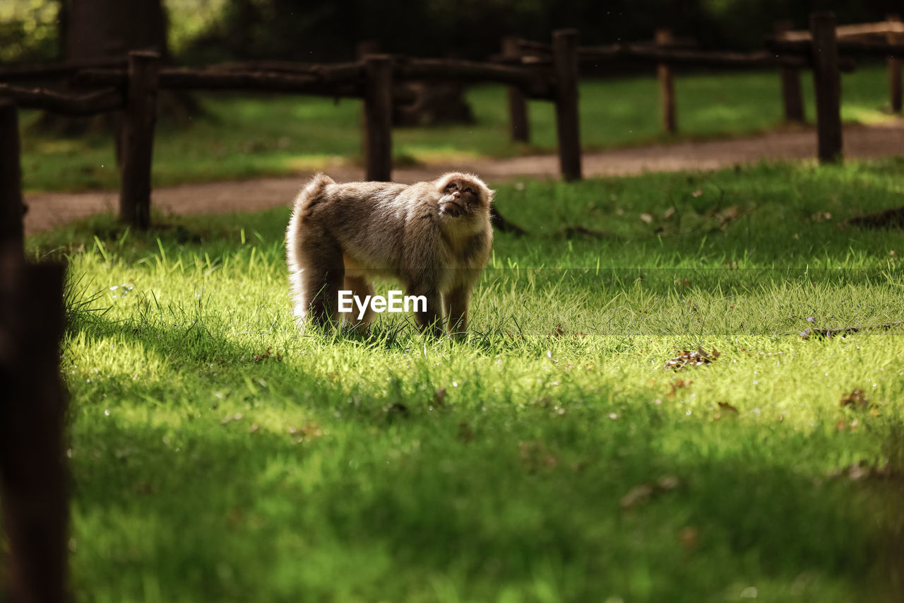 mammal, animal, animal themes, one animal, grass, wildlife, plant, nature, animal wildlife, no people, domestic animals, pet, green, field, land, fence, day, outdoors, zoo, selective focus, sunlight, standing, carnivore, lawn