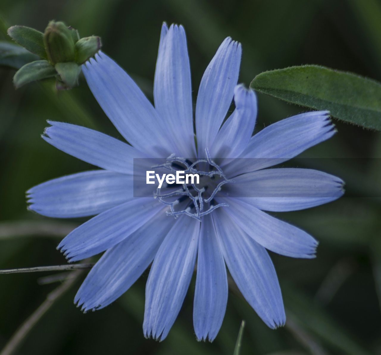 Close-up of blue flower blooming outdoors