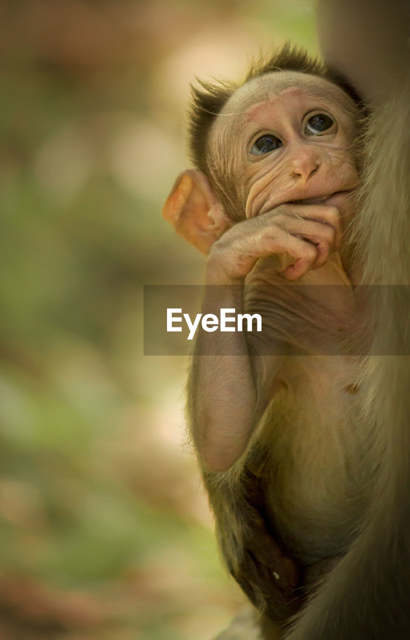 Close-up portrait of a baby monkey