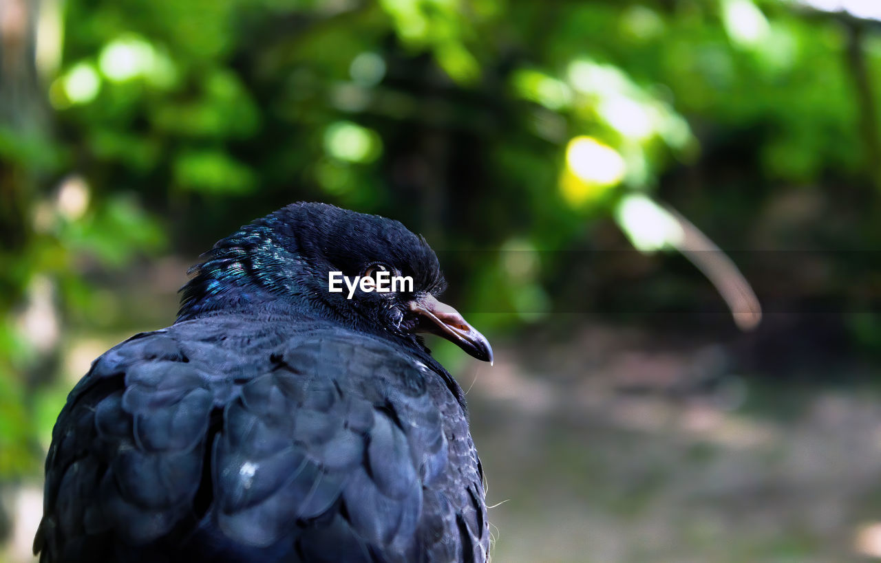 Closeup head shot of a pigeon side profile against green bokeh