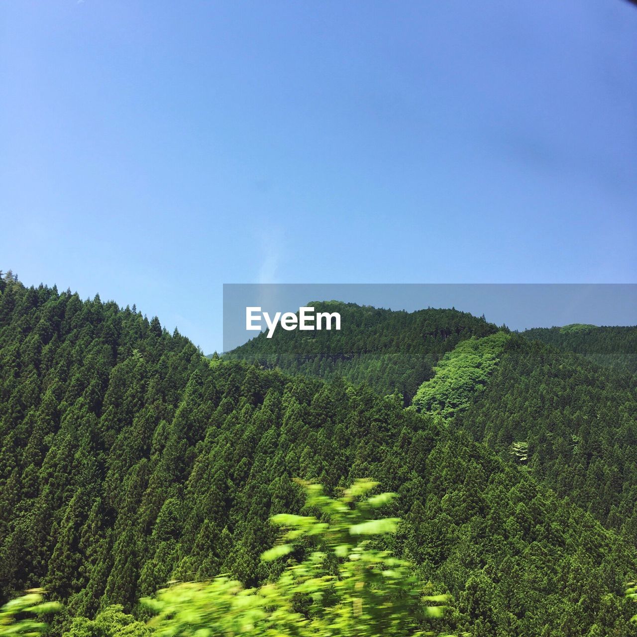 SCENIC VIEW OF FOREST AGAINST CLEAR SKY