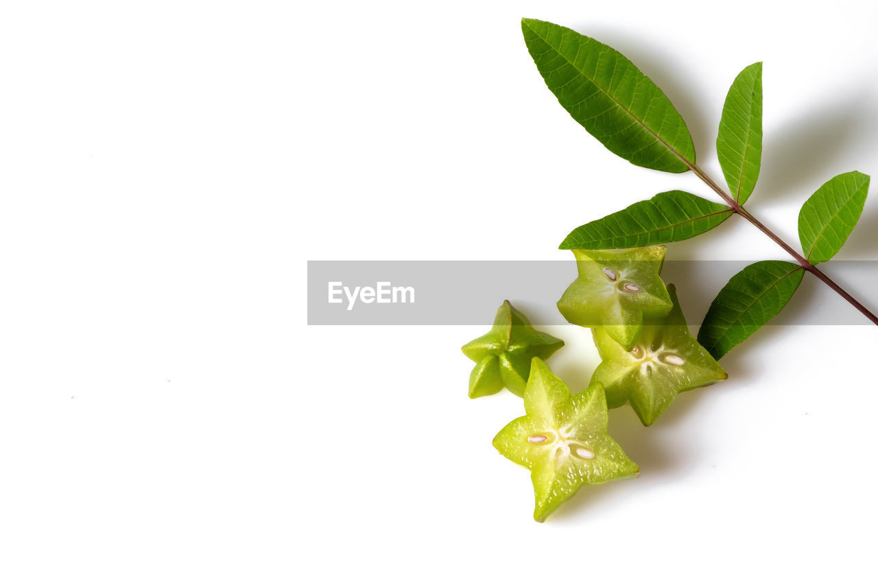 HIGH ANGLE VIEW OF GREEN LEAVES AGAINST WHITE BACKGROUND