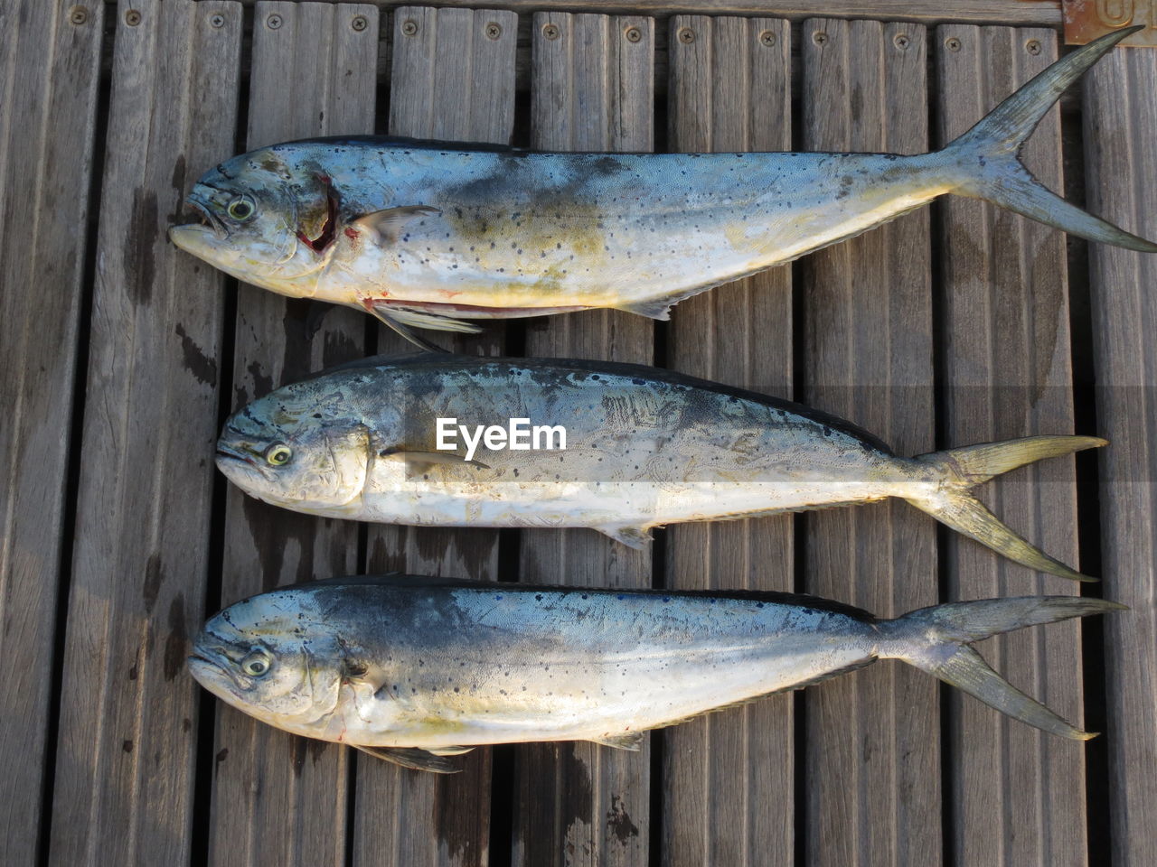 HIGH ANGLE VIEW OF FISH ON WOODEN POST