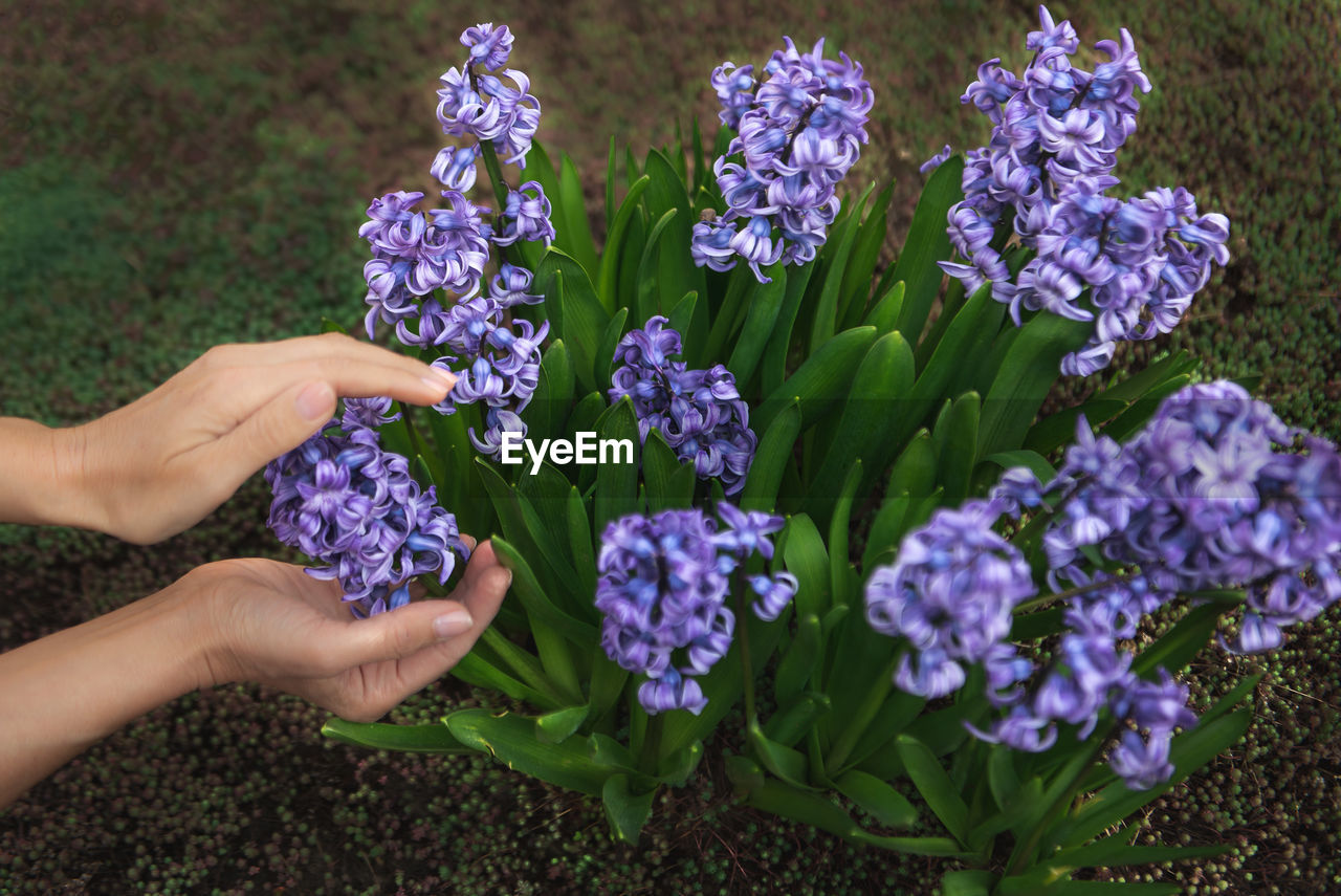 Cropped hands of woman by purple flowers