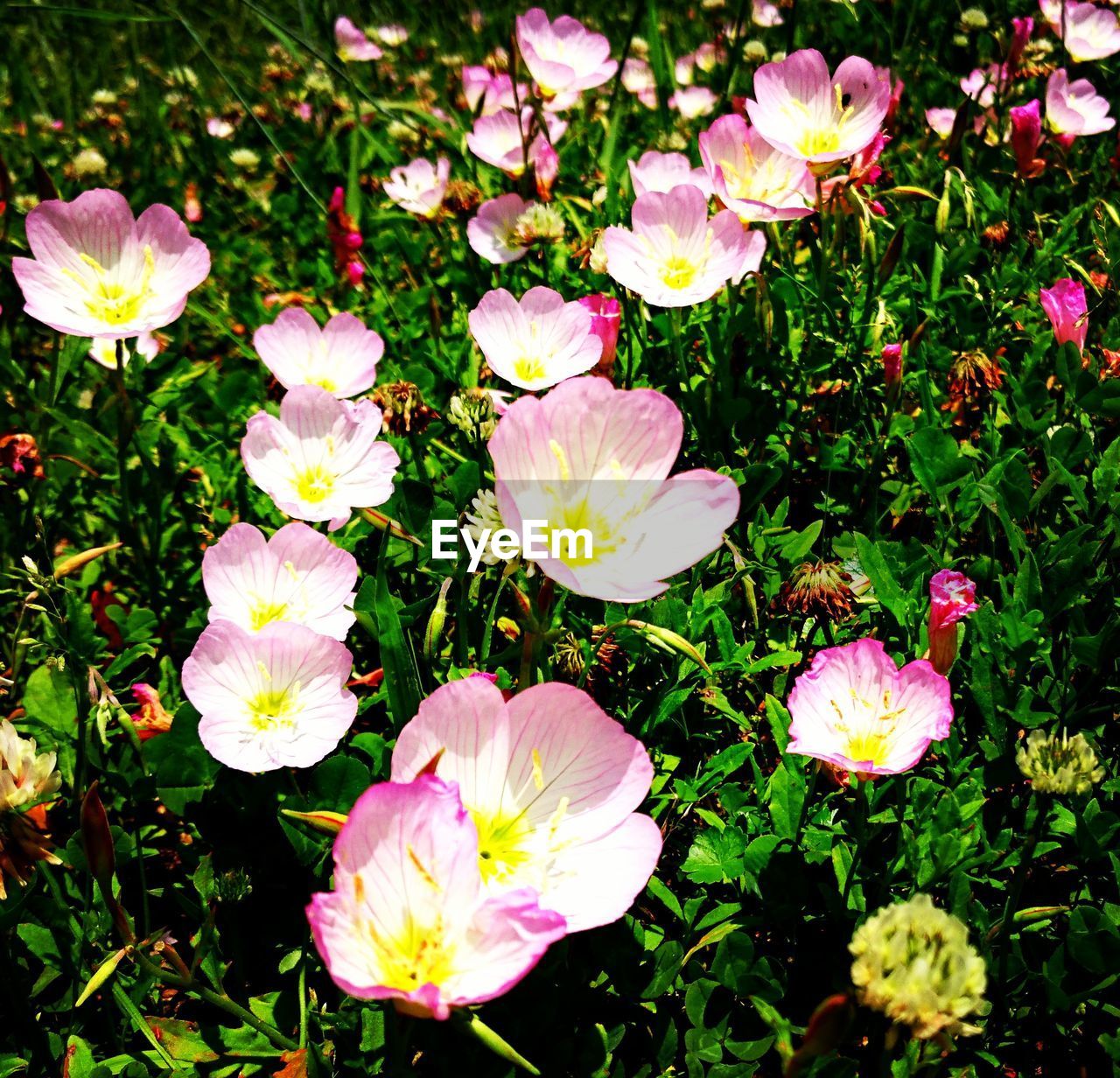 CLOSE-UP OF FLOWERS BLOOMING