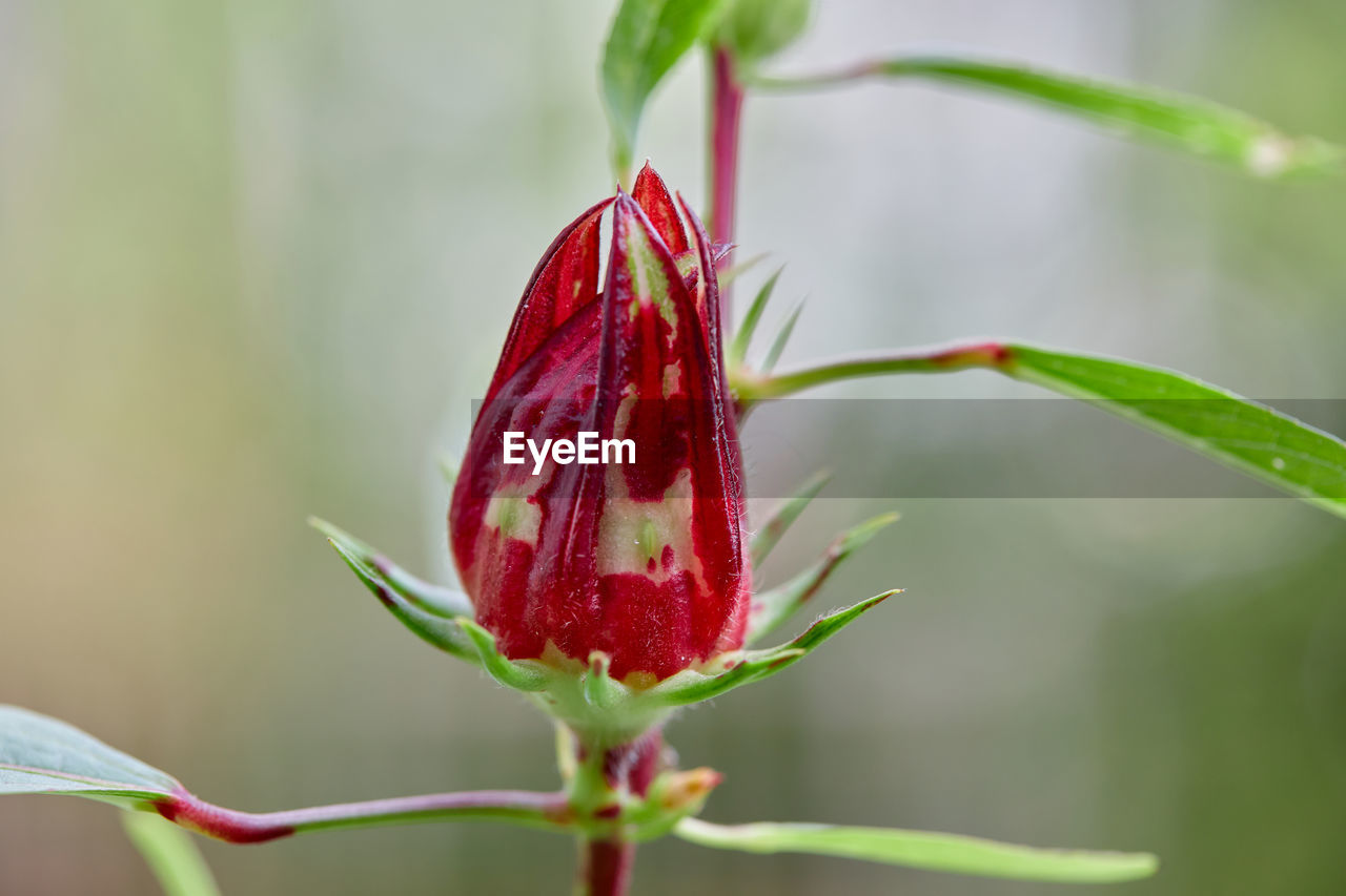 plant, flower, red, nature, beauty in nature, close-up, freshness, flowering plant, bud, plant stem, growth, macro photography, plant part, focus on foreground, leaf, no people, environment, outdoors, petal, fragility, green, food, tree, food and drink, blossom, water, drop, beginnings, wet, springtime, day, social issues, wildflower, botany, healthy eating