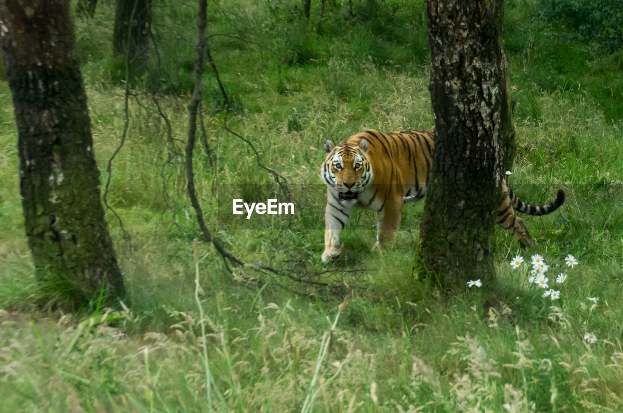 ZEBRA IN FOREST