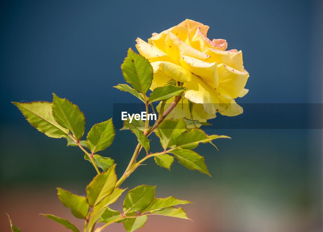Close-up of yellow flowering plant
