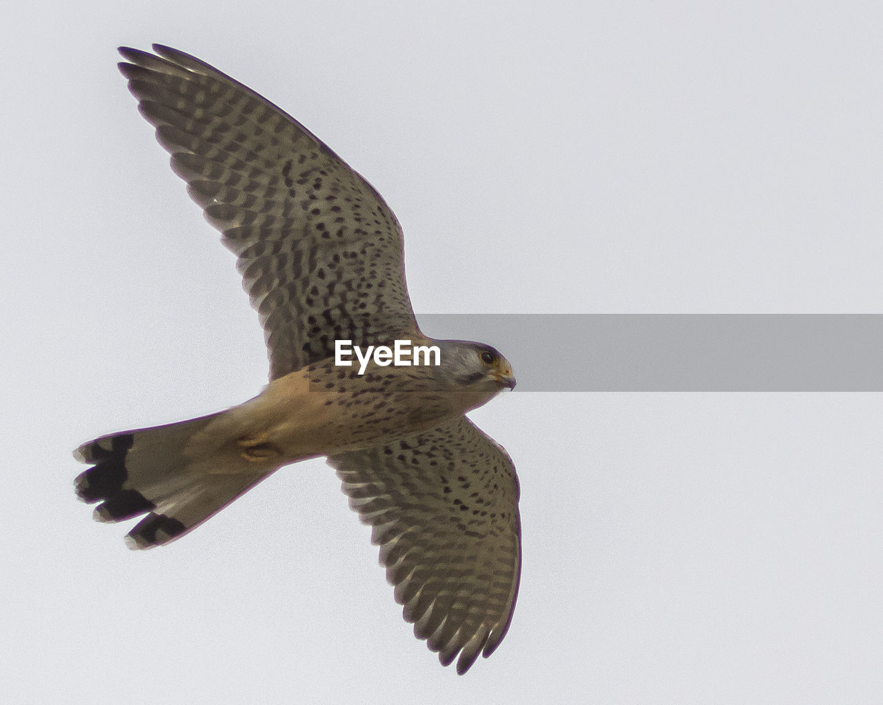 LOW ANGLE VIEW OF EAGLE FLYING IN CLEAR SKY