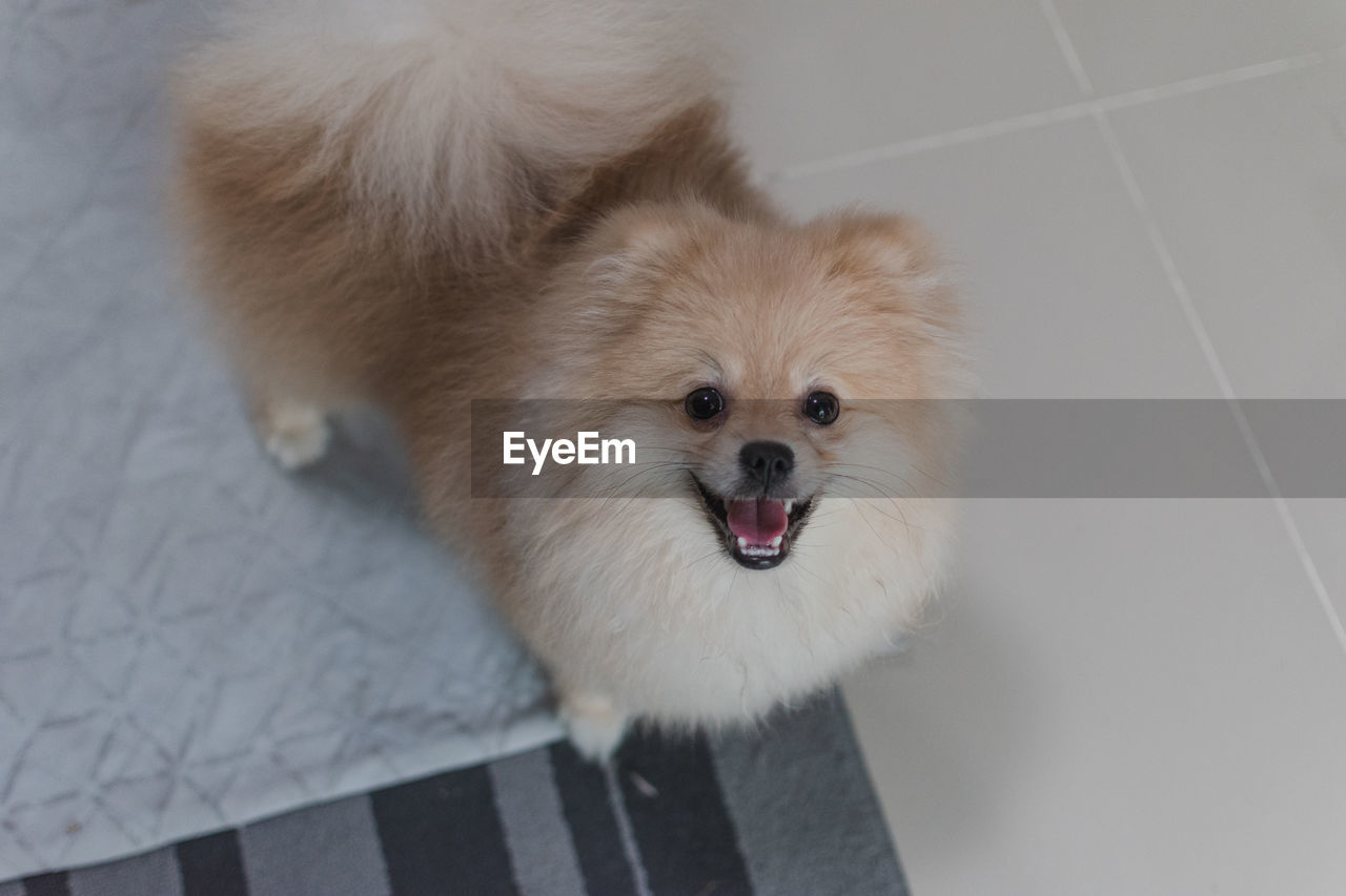 HIGH ANGLE VIEW OF A DOG ON FLOOR