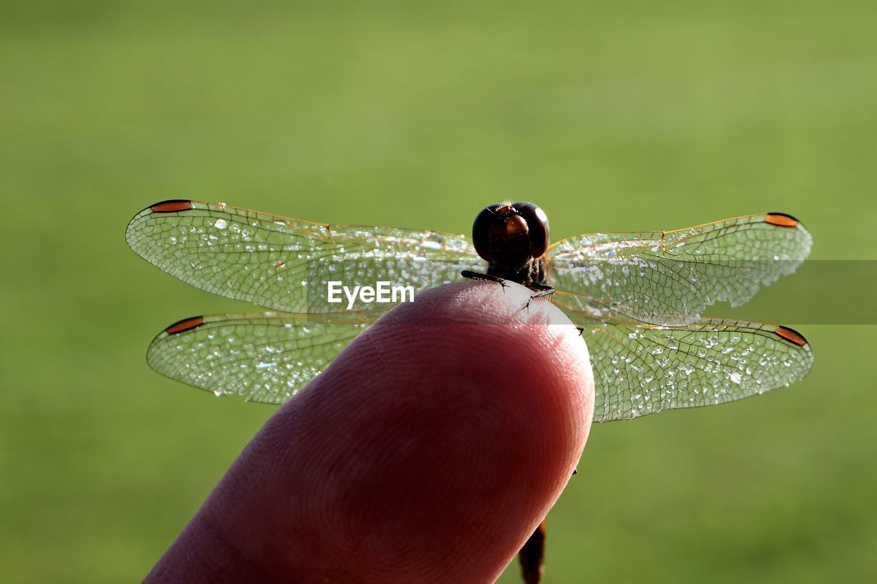 Close-up of hand holding insect